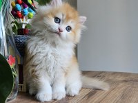 ALTIN BİBLO SAFKAN GOLDEN NY12 KEDİM