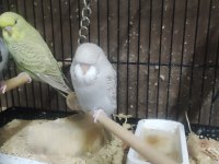 Maşallah show jumbo muhabbet kuşu damızlık ve yavrular