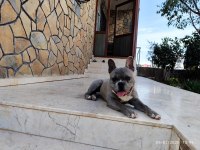 French bulldog oğluma eş arıyorum
