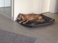 Golden retriever 6 yaşında