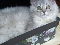 British Longhair Silver Mükemmel Gene Sahipler