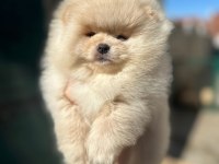 %100 pomeranian boo ırk garantili