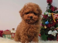 Oyuncu ve Akıllı Toy Poodle Yavruları
