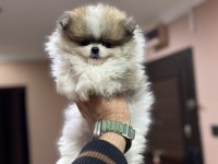 Petmode köpek çiftliğinden teddy pomeranin boo