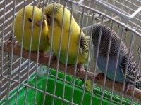 1 aylık yavru muhabbet kuşu ısırmaları kesinlikle yoktur