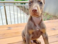 Birbirinden güzel doberman köpekler