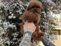 Gerçek Toy Poodle Bebekler Safkan