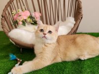 British Shorthair Yakışıklı Yavru Karşınızda