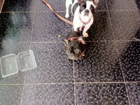 French bulldog yavru köpeklerimiz