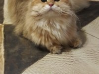 british longhair golden ny11
