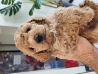 2 erkek toy poodle