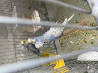 35 GÜNLÜK BEBEK MUHABBET KUŞLARI