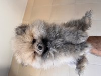 Pomeranian Boo köpeği