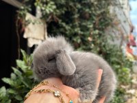 HOLLANDA LOP TAVŞANLAR GÖNDERİM VAR