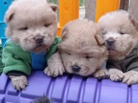 MÜKEMMEL KREM VE SİYAH CHOW CHOW YAVRULAR
