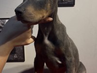 Baba albino egzotik blue renk doberman yavrular