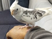 7 Aylık Erkek Sultan Papağanı