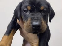 A Kalite Şecereli King Doberman son 2 yavrumuz