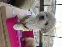 Kıvır kıvır Maltipoo bebekler