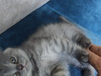 Biricik scottish fold kedimiz kendine yuva arıyor