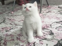 2 adet beyaz mavi gözlü teslime hazır british shorthair
