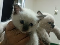 Safkan blue point yavrular