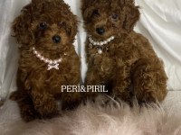 Kilo Ve Sağlık Garantili Poodle Yavrular