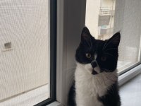 4,5 aylık british shorthair erkek maskeli oğlum