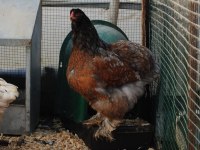 PORSELEN BRAHMA KULUÇKALIK YUMURTA & CİVCİV
