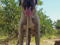 2 yaşında anadolu çoban köpeği