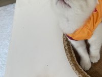 3 Aylık kızımız yeni yuvasını arıyor