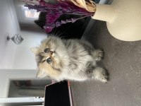 British longhair 2 aylık dişi