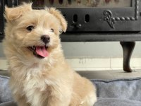 Eğitilebilir Toy Poodle Yavruları İle Evinize Neşe Katın
