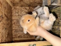 Hollanda Lop Tavşanı Bebekleri