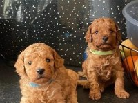 OYUNCAK BOY POODLE BEBEKLER