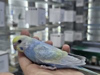 Sezonun Son Muhabbet Bebekleri Açıklamayı Okuyun