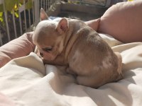 9 Ekim doğumlu french bulldog maviş bebekler