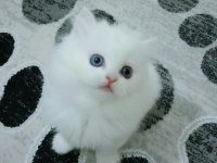 British Longhair Erkek