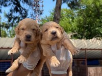 Golden retriever yavrularımız