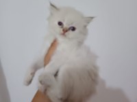 As1133 longhair british bebekler