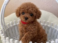 Teslime Hazır Toy Poodle Yavruları