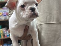 A KALİTE FRANSIZ BULLDOG KÖPEĞİ