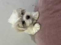 Bal Küpü Maltese Terrier Yavru