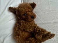 KORE KAN TOY POODLE BEBEKLERİMİZ MEVCUT