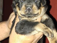 Koca kafa rottweiler yavruları