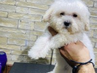 TÜY DÖKMEYEN TERRIER BEBEKLERİ