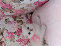 scottish fold