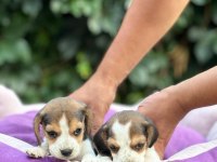 Safkan anne ve babadan beagle yavruları