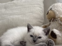 British shorthair kedisi