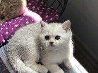 Ev ortamın da büyütülmüş british shorthair pofidikler
